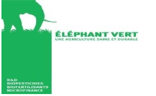 Elephant Vert Meknès